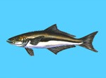 Cobia