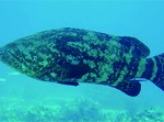 Goliath Grouper