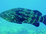 Goliath Grouper