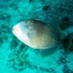 triggerfish